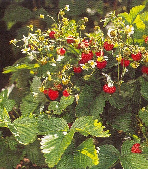 Garden Berry Bliss: Artisanal Hand-Picked Selection